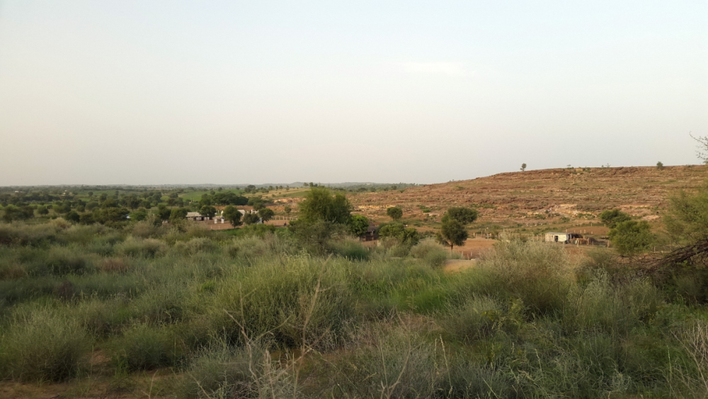 The Vegetation of the Thar Desert Geography, History, Culture and